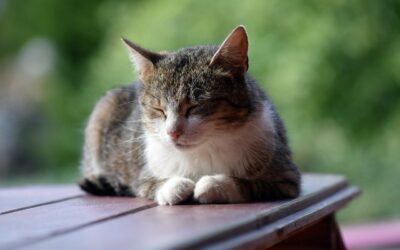 Première sieste contée de l’année